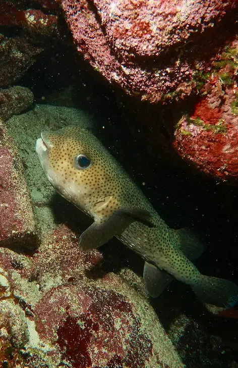 Close-up of a pop-up fish during an immersion in Varadero