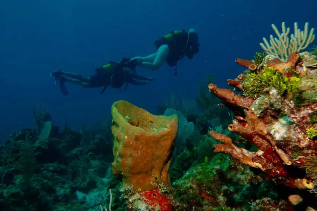 Underwater reef scene Colorful underwater dive site near Varadero, Cuba