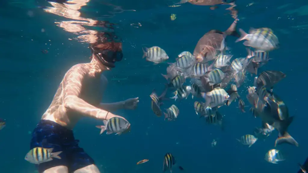 Snorkeler surrounded by chopas and Isabelitas at Playa Coral Cuba