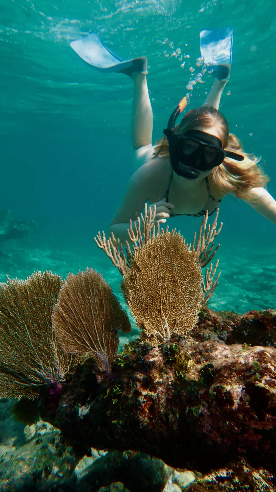 Snorkeler's Villa Scuba Vida under water in Coral Beach Reef