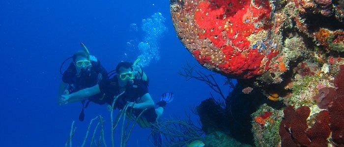 Advanced Open Water Diver Course, students exploring a colorful coral wall in Varadero