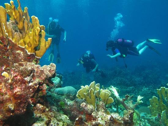 Colorful coral reef with tropical fish in Varadero Cuba