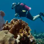 Scuba diver maintaining good buoyancy and trim over a coral reef in Varadero Cuba