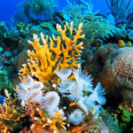 Colorful coral reef and tropical fish in Cuba