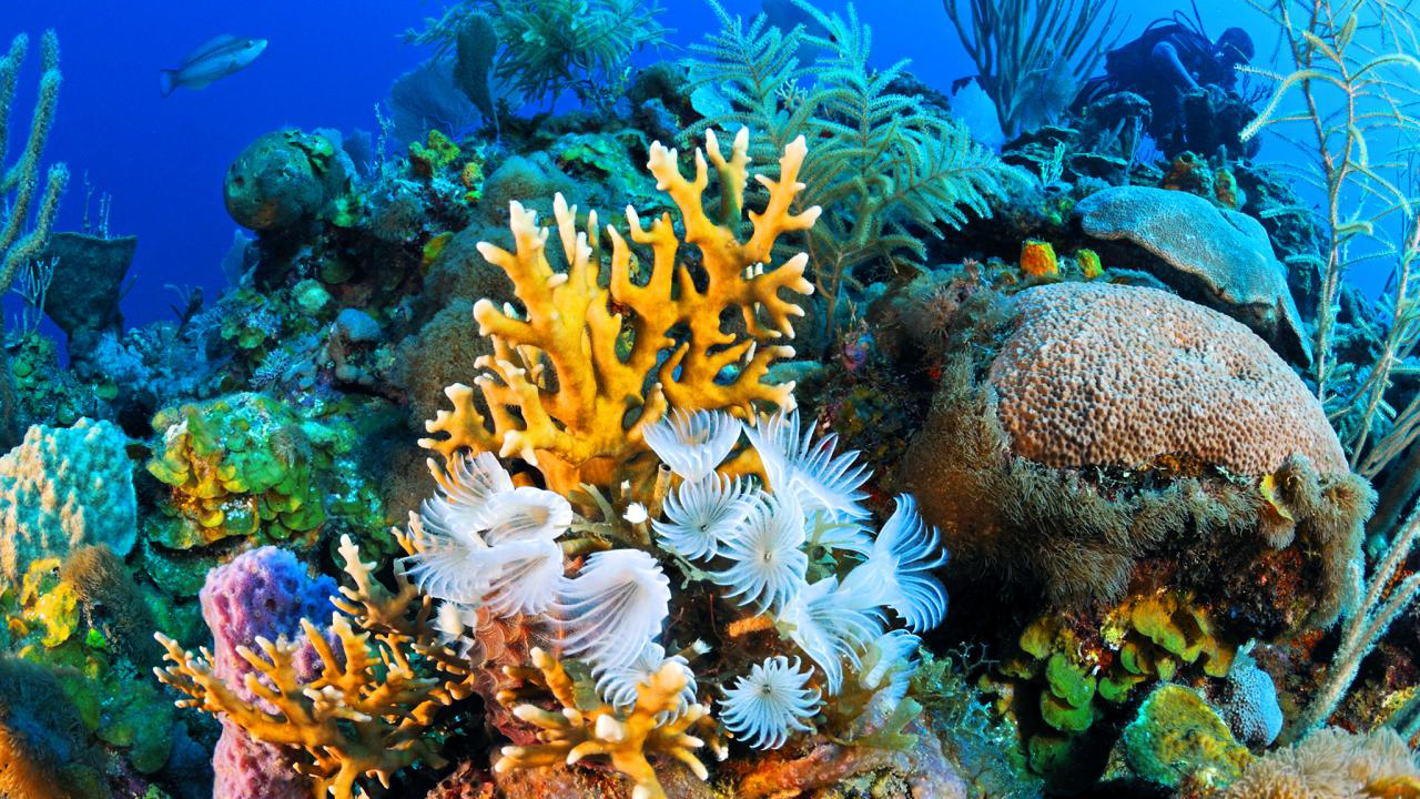 Colorful coral reef and tropical fish in Cuba
