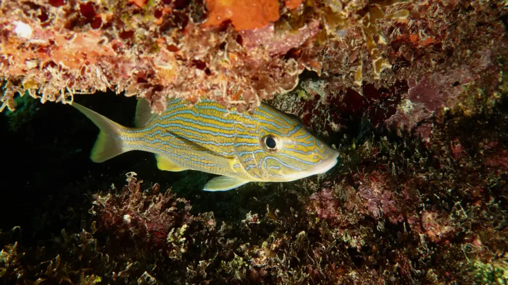 Small marine life living around the Damuji wreck in Cuba
