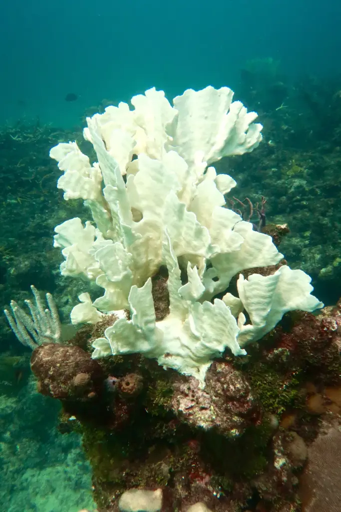 Bleached coral comparison in Cuba