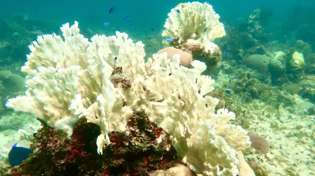 Bleached coral on a reef in Cuba