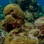 Coral reef and marine life in Varadero and Matanzas,Cuba