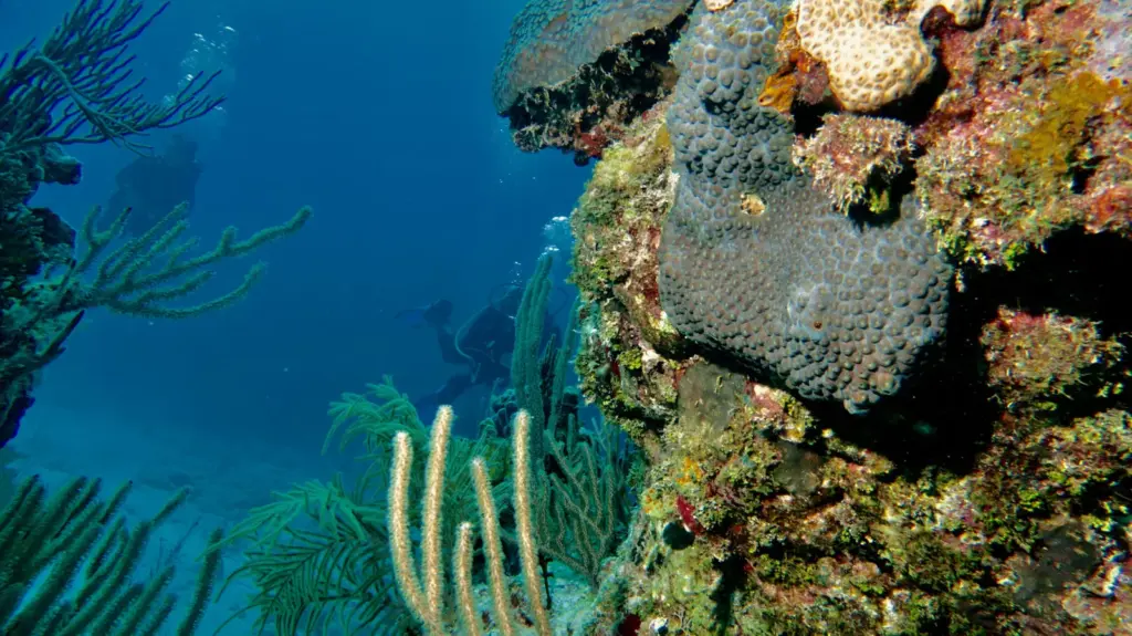 Tropical reef fish swimming around coral formations at Pinos de Camacho Cuba