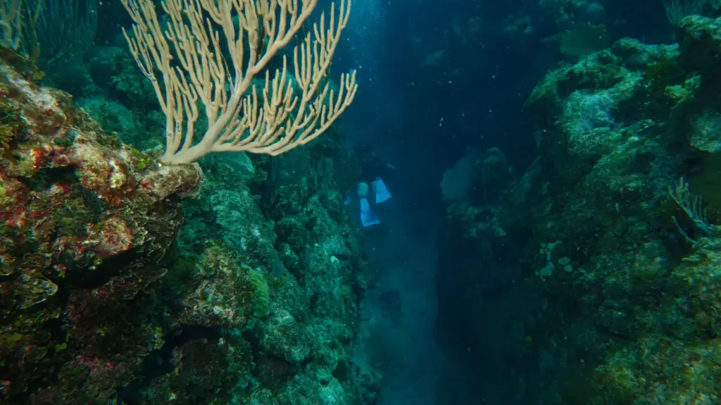 Scuba diver exploring coral ridges at El Cayuelo near Varadero Cuba
