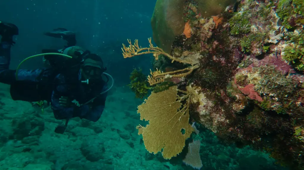Scuba diver maintaining buoyancy above a coral reef in Cuba