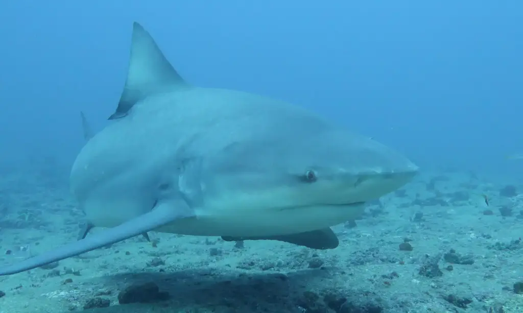 Bull shark swimming near a diver during a shark dive in Santa Lucía, Cuba