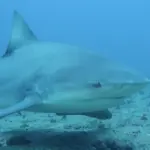 Bull shark swimming near a diver during a shark dive in Santa Lucía, Cuba