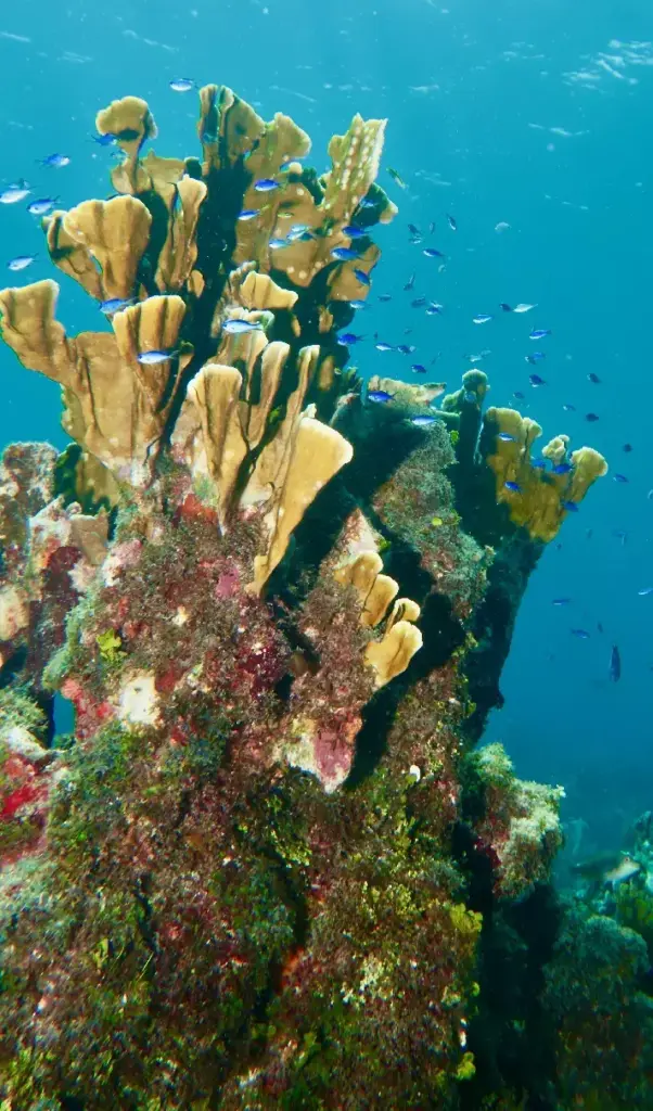 Healthy coral comparison in Cuba
