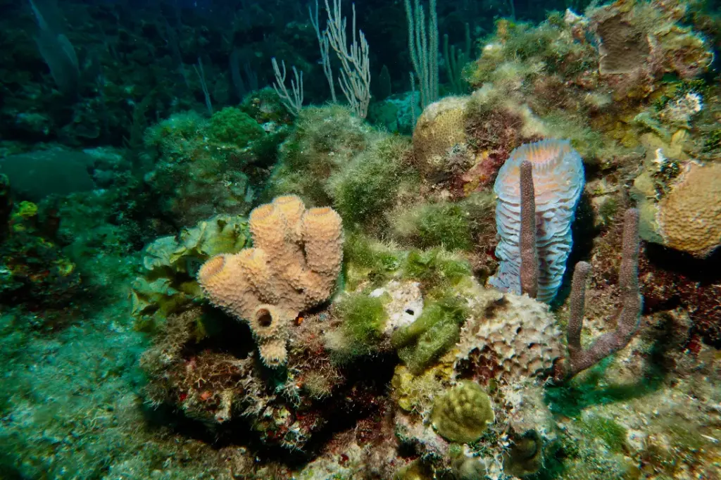 Healthy coral reef ecosystem in Cuba