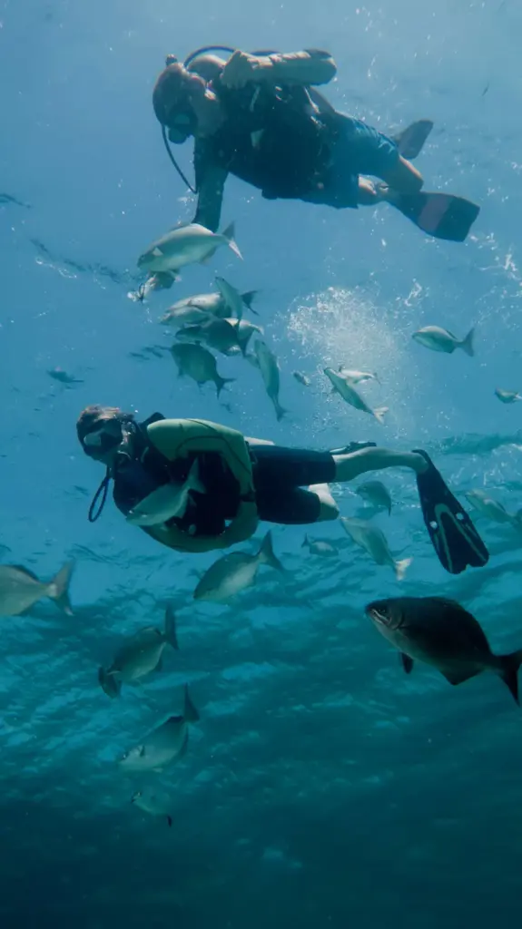 Tropical fish and coral reef seen during a first dive in Varadero Cuba
