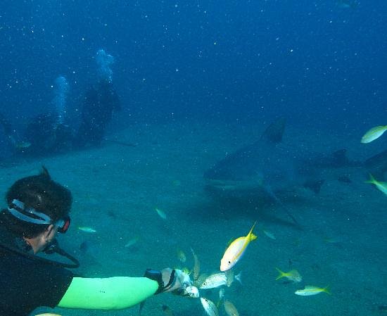 Bull shark swimming near a diver in Santa Lucía Cuba