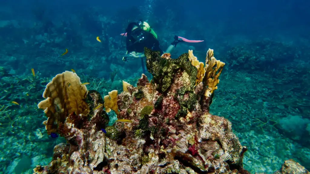 Divers exploring the Bacunayagua reef dive site near Varadero, Cuba