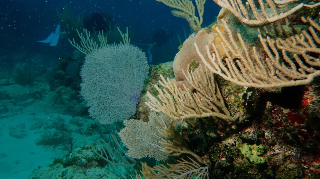 Coral reef and sandy channels around the Sletreal wreck near Varadero Cuba