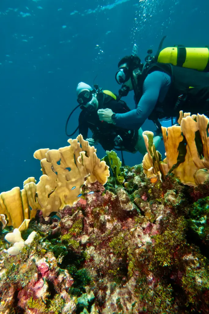 Scuba divers observing marine life over a coral reef in Cuba