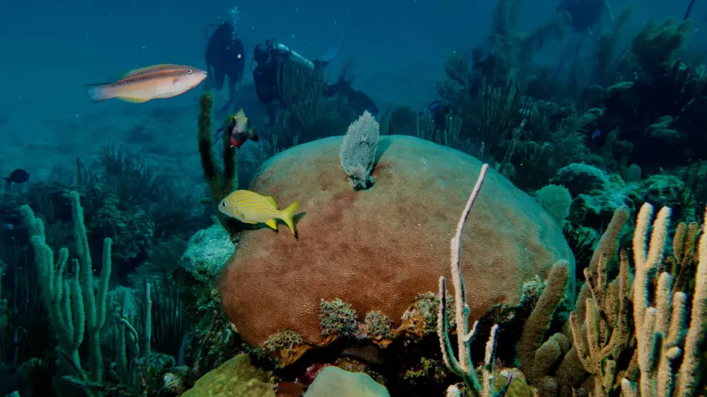 Tropical reef fish around coral at El Cayuelo Cuba