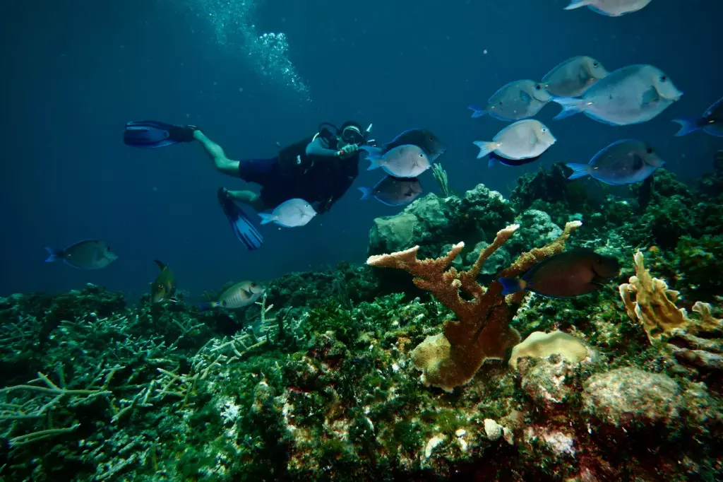 Scuba Vida Varadero diving and snorkeling in Cuba, Diver photographing marine life without touching the coral reef