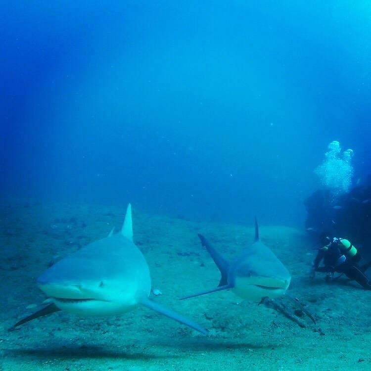 Scuba diver observing a bull shark in Santa Lucía Cuba