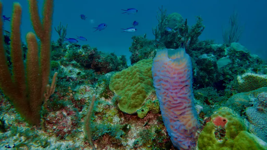 Coral reef and tropical fish in Cuba