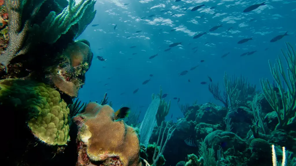 Coral sponges and tropical fish on a reef near Matanzas Cuba